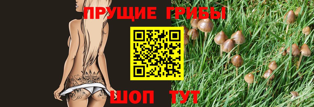 Галлюциногенные грибы Psilocybe Гусь-Хрустальный